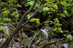 Cuculus canorus (Coucou gris)