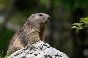 Marmota marmota (Marmotte)