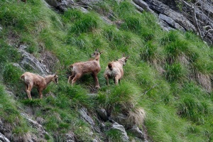 Rupicapra pyrenaica (Chamois)