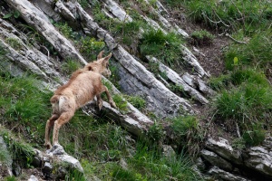 Rupicapra pyrenaica (Chamois)