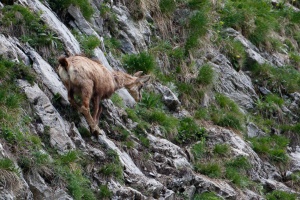 Rupicapra pyrenaica (Chamois)