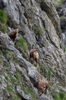 Rupicapra pyrenaica (Chamois)