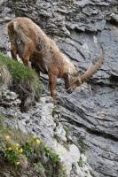 Capra ibex (Bouquetin)