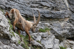 Capra ibex (Bouquetin)