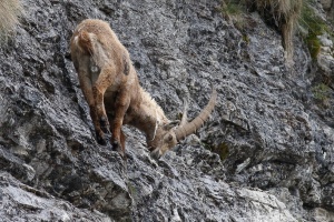 Capra ibex (Bouquetin)