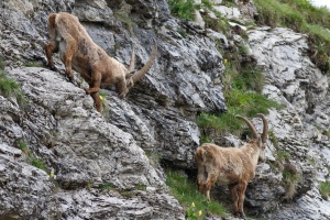 Capra ibex (Bouquetin)