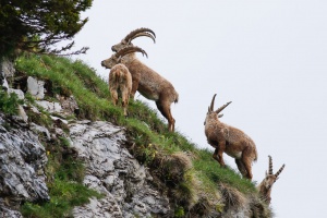 Capra ibex (Bouquetin)