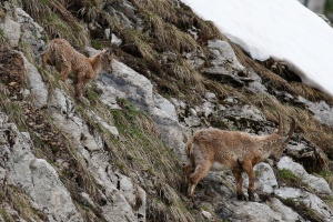 Capra ibex (Bouquetin)