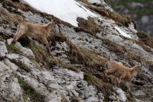 Capra ibex (Bouquetin)