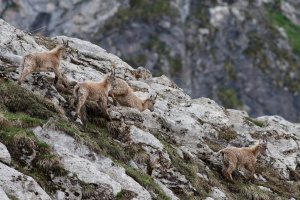 Capra ibex (Bouquetin)