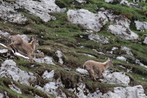 Capra ibex (Bouquetin)