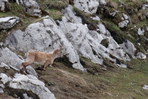 Capra ibex (Bouquetin)