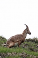 Capra ibex (Bouquetin)