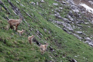 Capra ibex (Bouquetin)