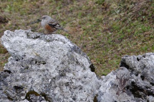 Prunella collaris (Accenteur alpin)