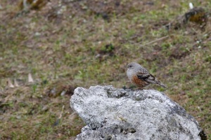 Prunella collaris (Accenteur alpin)