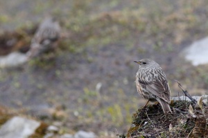 Prunella collaris (Accenteur alpin)