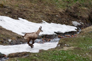 Rupicapra pyrenaica (Chamois)