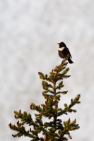 Turdus torquatus (Merle à plastron)