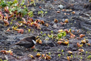 Turdus torquatus (Merle à plastron)