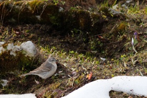 Anthus spinoletta (Pipitte spioncelle)