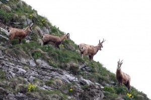 Rupicapra pyrenaica (Chamois)