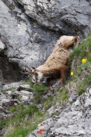 Rupicapra pyrenaica (Chamois)