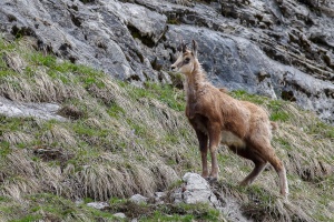 Rupicapra pyrenaica (Chamois)