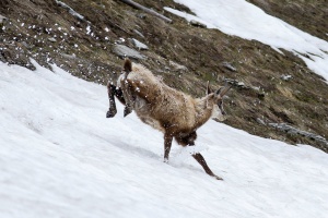 Rupicapra pyrenaica (Chamois)