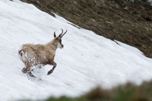 Rupicapra pyrenaica (Chamois)