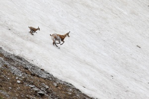 Rupicapra pyrenaica (Chamois)