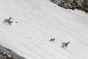 Rupicapra pyrenaica (Chamois)