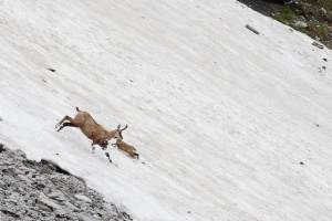 Rupicapra pyrenaica (Chamois)