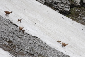 Rupicapra pyrenaica (Chamois)