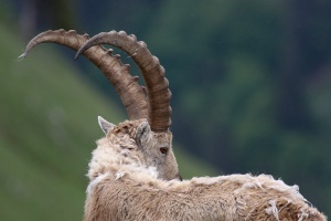 Capra ibex (Bouquetin)