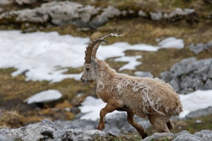 Capra ibex (Bouquetin)