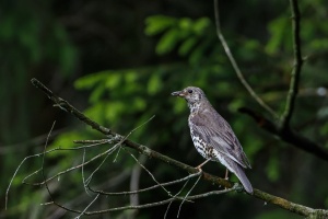 Turdus viscivorus (Grive draine)