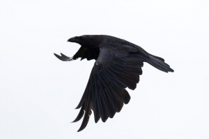 Corvus corax (Grand corbeau)