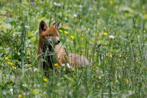 Vulpes vulpes (Renard)