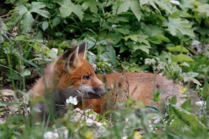 Vulpes vulpes (Renard)