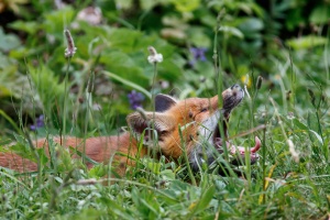 Vulpes vulpes (Renard)