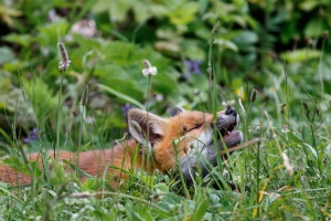 Vulpes vulpes (Renard)