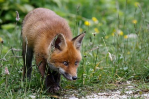 Vulpes vulpes (Renard)