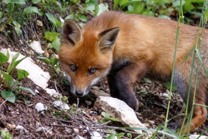 Vulpes vulpes (Renard)