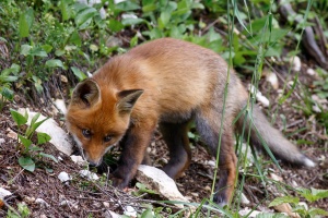 Vulpes vulpes (Renard)