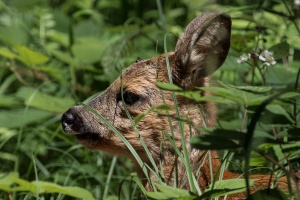 Capreolus capreolus (Chevreuil)