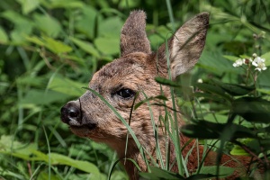 Capreolus capreolus (Chevreuil)