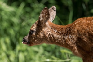 Capreolus capreolus (Chevreuil)