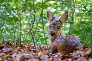 Capreolus capreolus (Chevreuil)