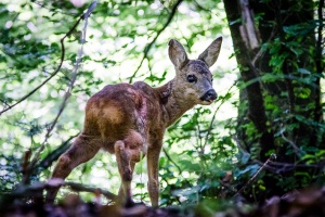 Capreolus capreolus (Chevreuil)